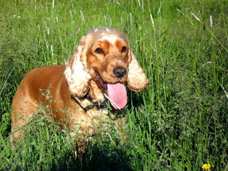 young english cocker spaniel hunts in tall grass