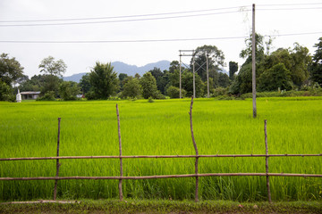 A wooden fence in front of green rice fields in Laos.