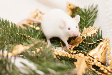 white mouse. symbol of 2020. on a white cloth with a spruce branch and a gold garland. New year, Christmas, Chinese new year