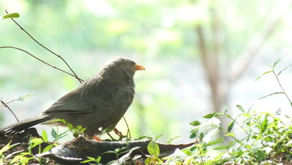 bird on a branch