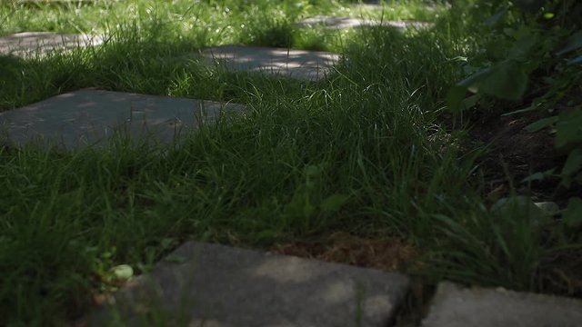 Walking in garden on stepping stone path in 3 directions-walking garden 3x