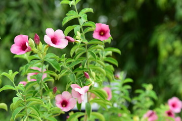 Colorful flowers in the garden.flower blooming.Beautiful flowers in the garden.	