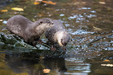 Pair of otters on wet rock at riverside, one shaking dry and spraying around water droplets