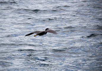 Fishing bird flying over the surface of the pacific ocean in Raja Ampat, West-Papua, south-east Asia.