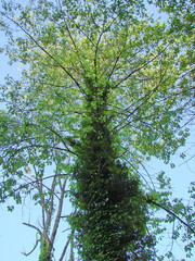Fototapeta premium Parasite plants that encircle the broad trunks of large trees also add a kind of charm to the environment.