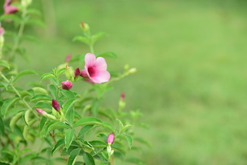 Colorful flowers in the garden.flower blooming.Beautiful flowers in the garden.	