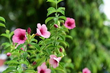 Obraz premium Colorful flowers in the garden.flower blooming.Beautiful flowers in the garden. 