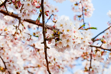 Cherry blossoms in springtime for background