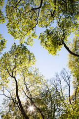 Green treetops against the sky