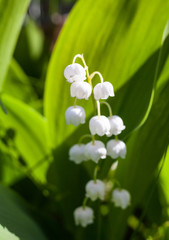 Lily of the valley (Convallaria majalis) flowers