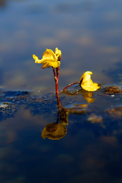 The flower of Utricularia vulgaris, an aquatic species of bladderwort