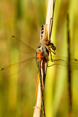 Jumping spider with a damselfly prey on a flower 