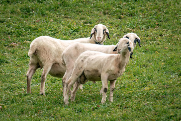 Obraz na płótnie Canvas A group of the rare breed Villnoesser spectacles sheep (Brillenschaf) in Italy on a pasture
