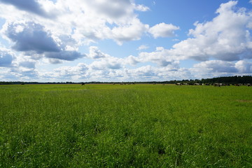 green field and blue sky