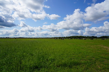 green field and blue sky