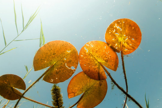 Nymphaea alba, also known as the European white water lily, seen underwater, Soderica Lake, Croatia