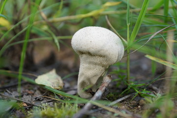 mushroom in the moss