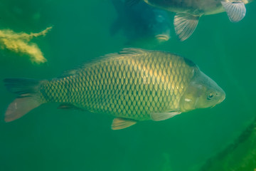 Underwater photo of the common carp or European carp (Cyprinus carpio) in Soderica Lake, Croatia