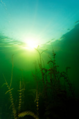 Underwater photo of the common carp or European carp (Cyprinus carpio) in Soderica Lake, Croatia