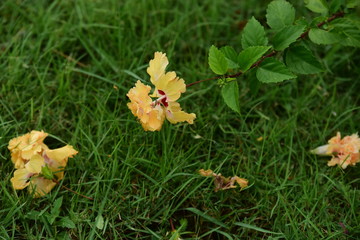 Colorful flowers in the garden.flower blooming.Beautiful flowers in the garden.	