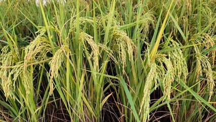 Obraz premium grass in the field