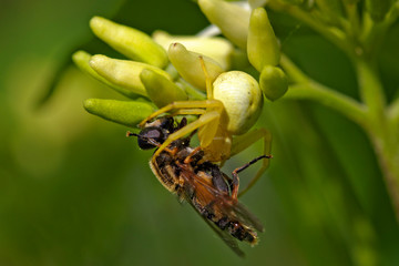 Crab spider with a prey on a flower 