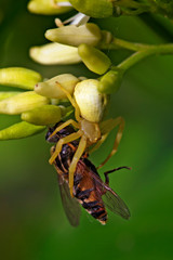 Crab spider with a prey on a flower 