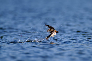 The barn swallow taking a bath on a lake Soderica, Croatia