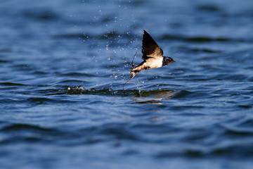 The barn swallow taking a bath on a lake Soderica, Croatia