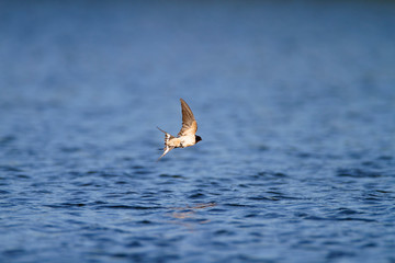 The barn swallow taking a bath on a lake Soderica, Croatia