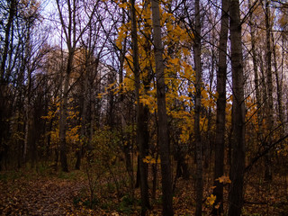 autumn forest on a cloudy day, the outskirts of Moscow.