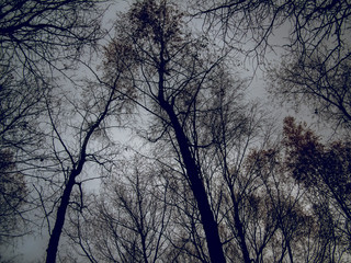 naked trees in the forest against a cloudy sky, Moscow.