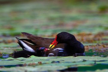 Common moorhen family on the wetland