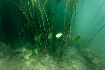 Fototapeta na wymiar Underwater vegetation of the Soderica Lake, Croatia