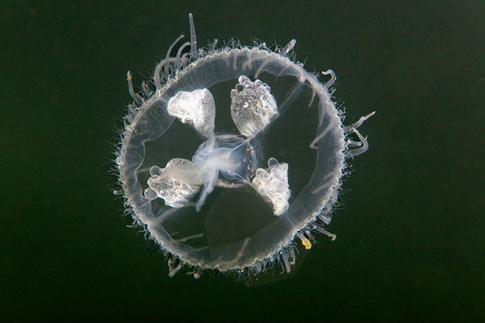 Craspedacusta sowerbii, a Freshwater jellyfish from Soderica lake, Croatia