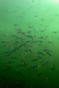 Shallow water of the ake with the shoal of Alburnoides bipunctatus, known vernacularly as the schneider, spirlin, bleak, riffle minnow