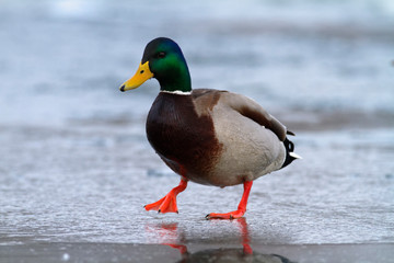 Mallard on the frozen lake, Soderica, Croatia