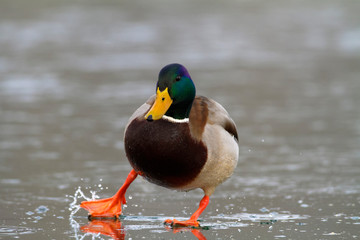Mallard on the frozen lake, Soderica, Croatia