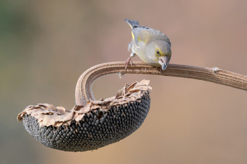 Portrait of European greenfinch on sunflower (Chloris chloris)