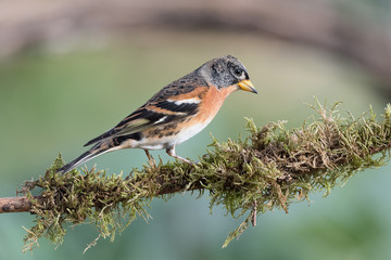 Portrait of Brambling, know as mountain finch (Fringilla montifringilla)