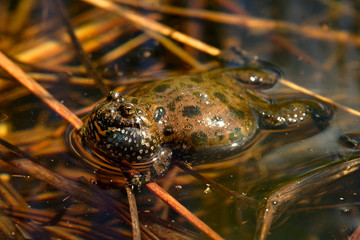 close, amphibian, spring, closeup, macro, wetland, croatia, animal, bombina variegata, the yellow-bellied toad, mating call, mating, vocal sac, marsh, water, mud, biodiversity, shallow, warm, kupa, fo
