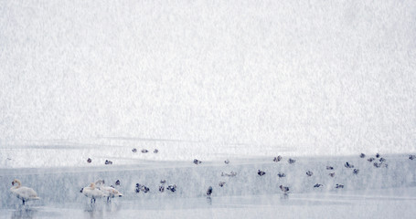The mute swan (Cygnus olor) during the snowfall on Soderica Lake, Croatia