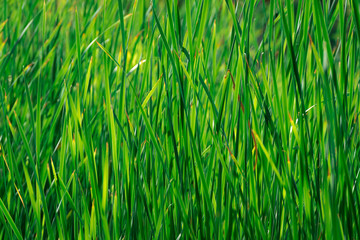 bulrush green background