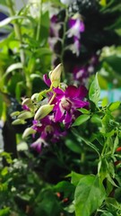 purple flowers in the garden