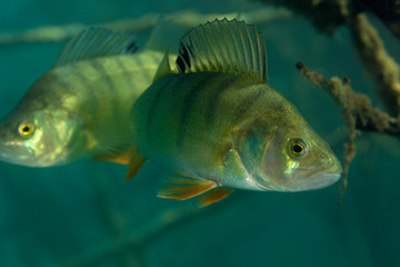 Underwater photo of Perca fluviatilis, commonly known as the common perch, European perch, in Soderica Lake, Croatia - obrazy, fototapety, plakaty