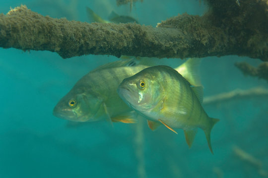 Underwater photo of Perca fluviatilis, commonly known as the common perch, European perch, in Soderica Lake, Croatia