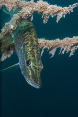 Underwater photo of the northern pike (Esox lucius) in Soderica Lake, Croatia