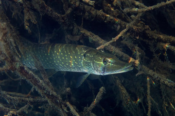 Underwater photo of the northern pike (Esox lucius) in Soderica Lake, Croatia