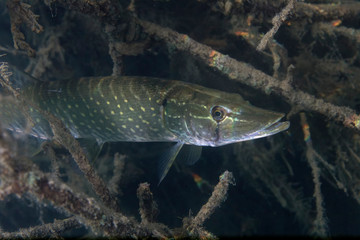 Underwater photo of the northern pike (Esox lucius) in Soderica Lake, Croatia
