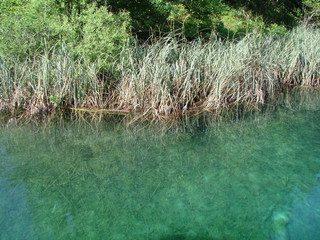 Swampy terrain in the quiet, non-flowing creeks of forest lakes also has its natural attractiveness and beauty.
